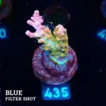 Acropora 'Confetti'