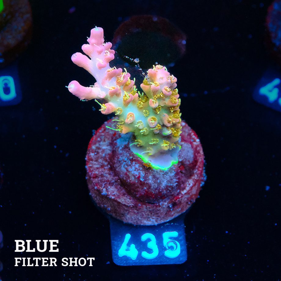 Acropora 'Confetti'