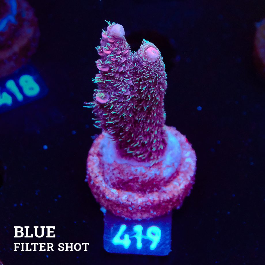 Acropora Millepora