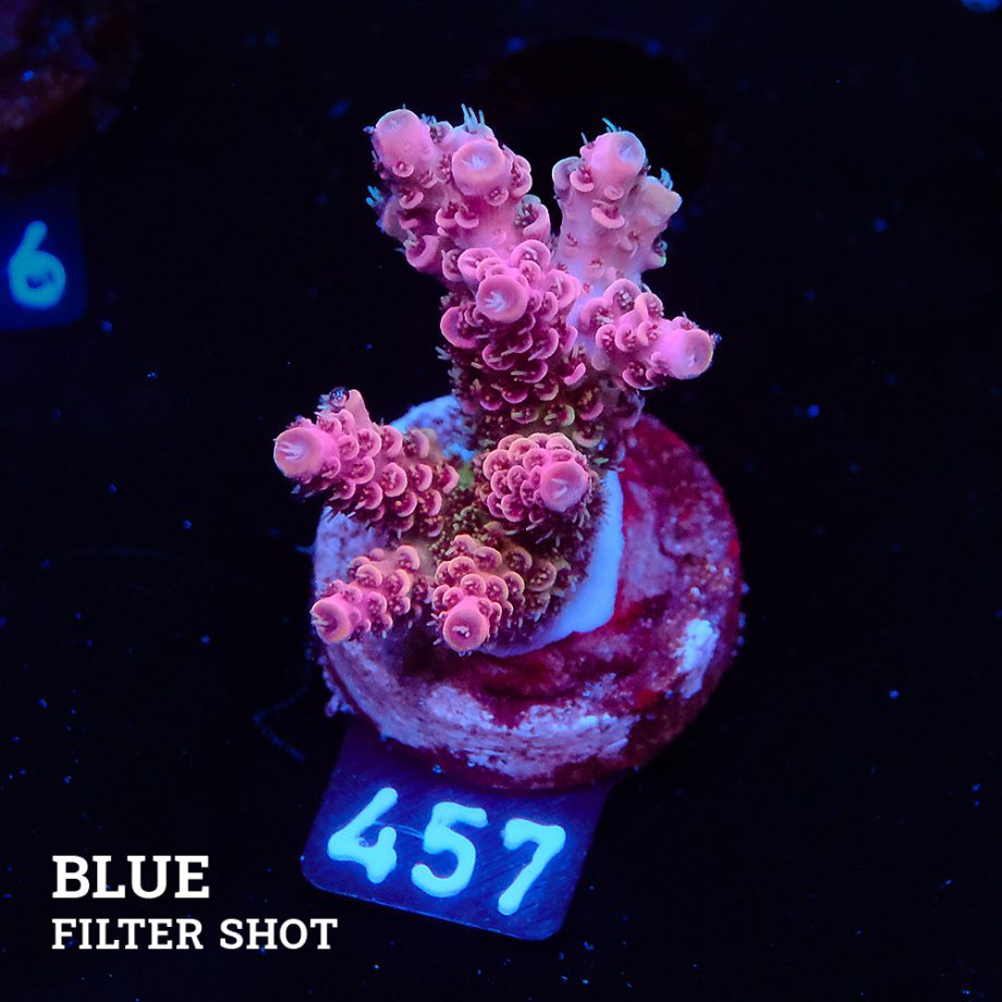Acropora Hyacinthus