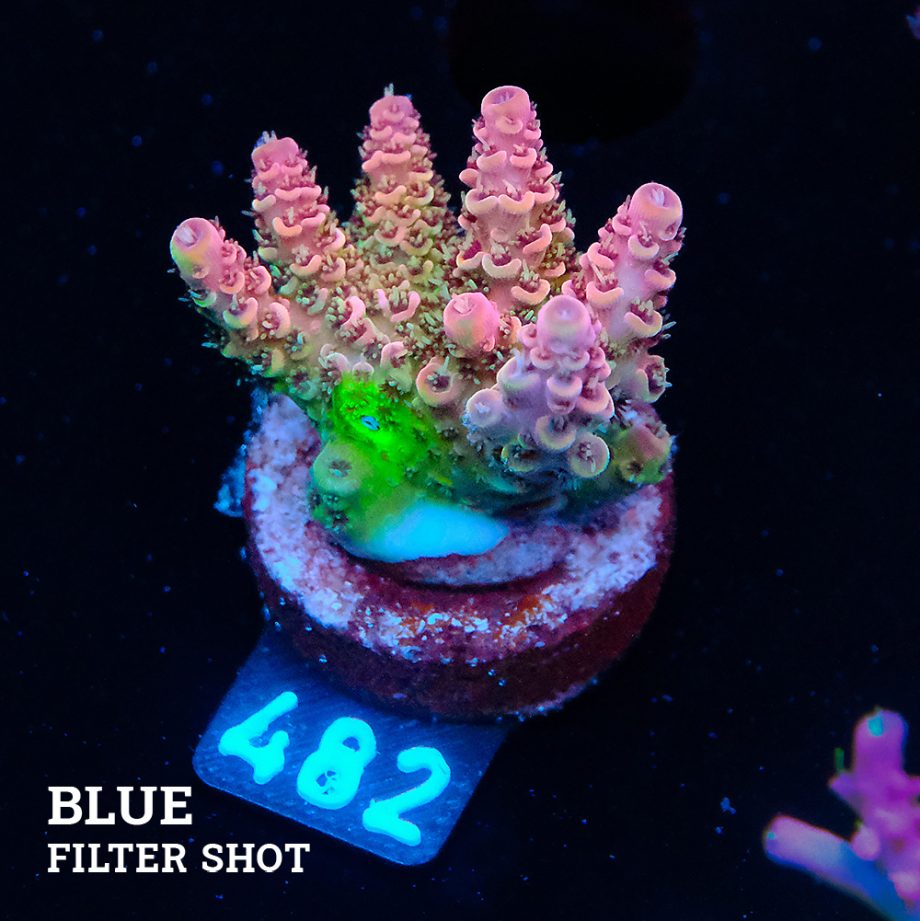 Acropora Hyacinthus