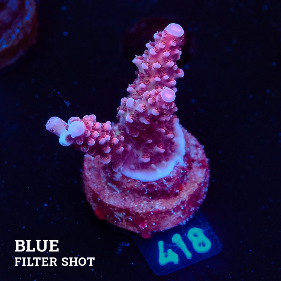 Acropora 'Fluo Bicolor II'