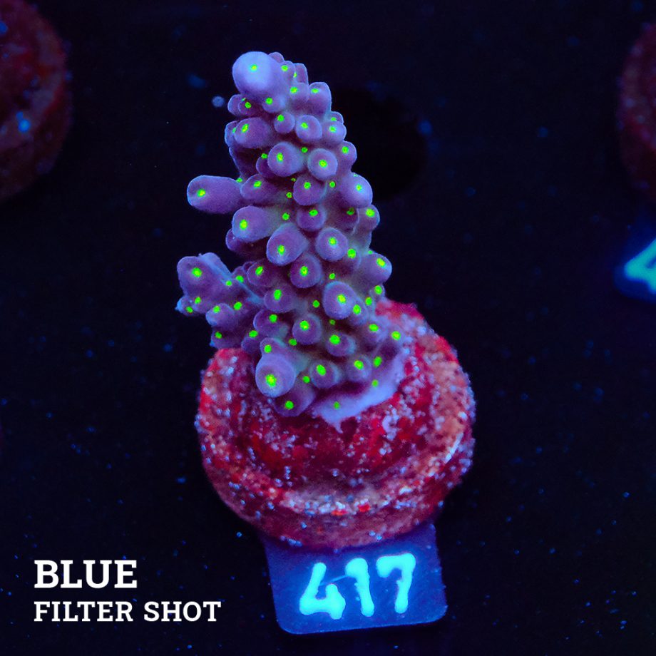 Acropora 'Tricolor