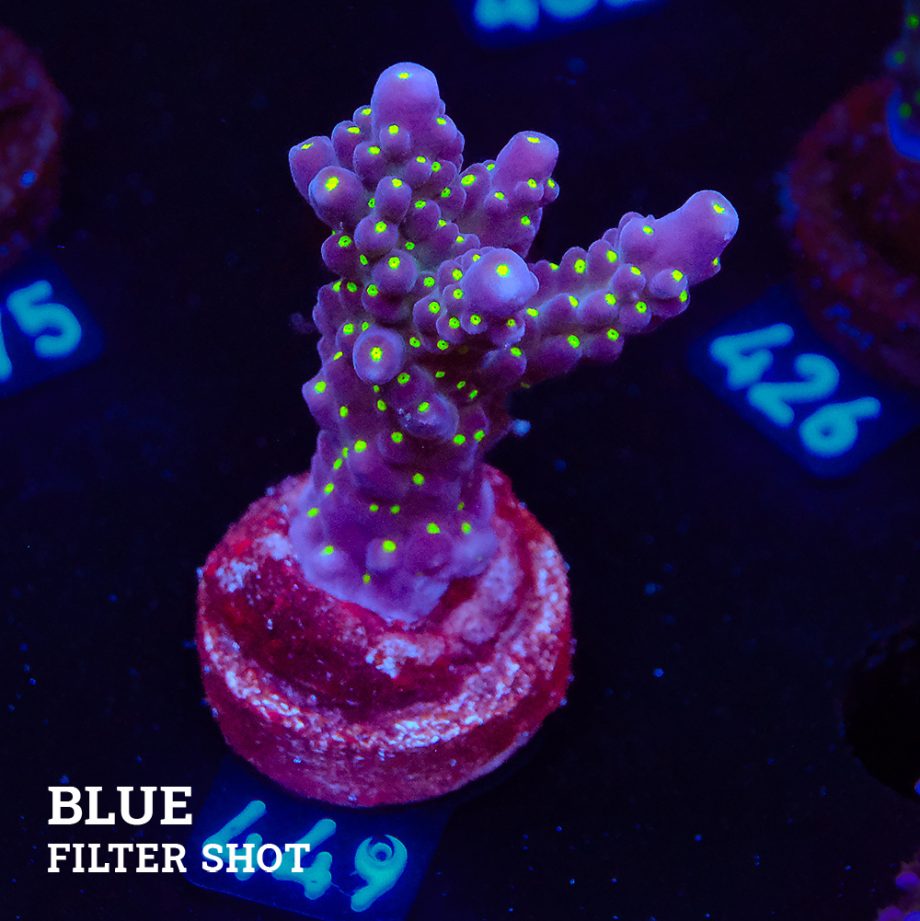 Acropora 'Tricolor'