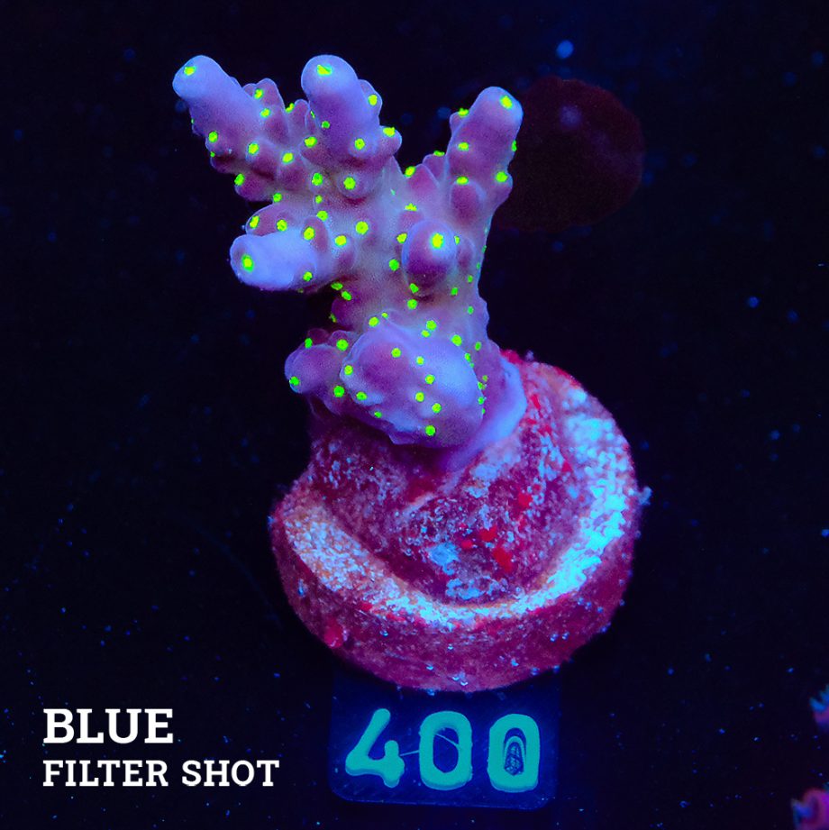 Acropora 'Tricolor'