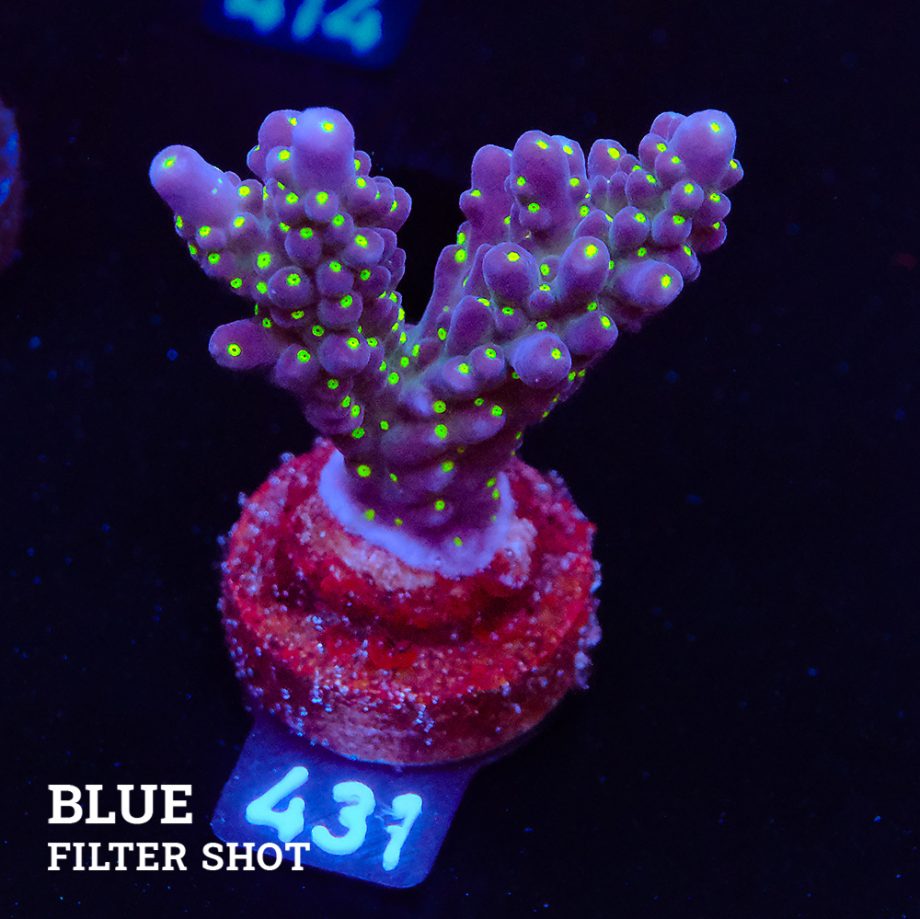 Acropora 'Tricolor'