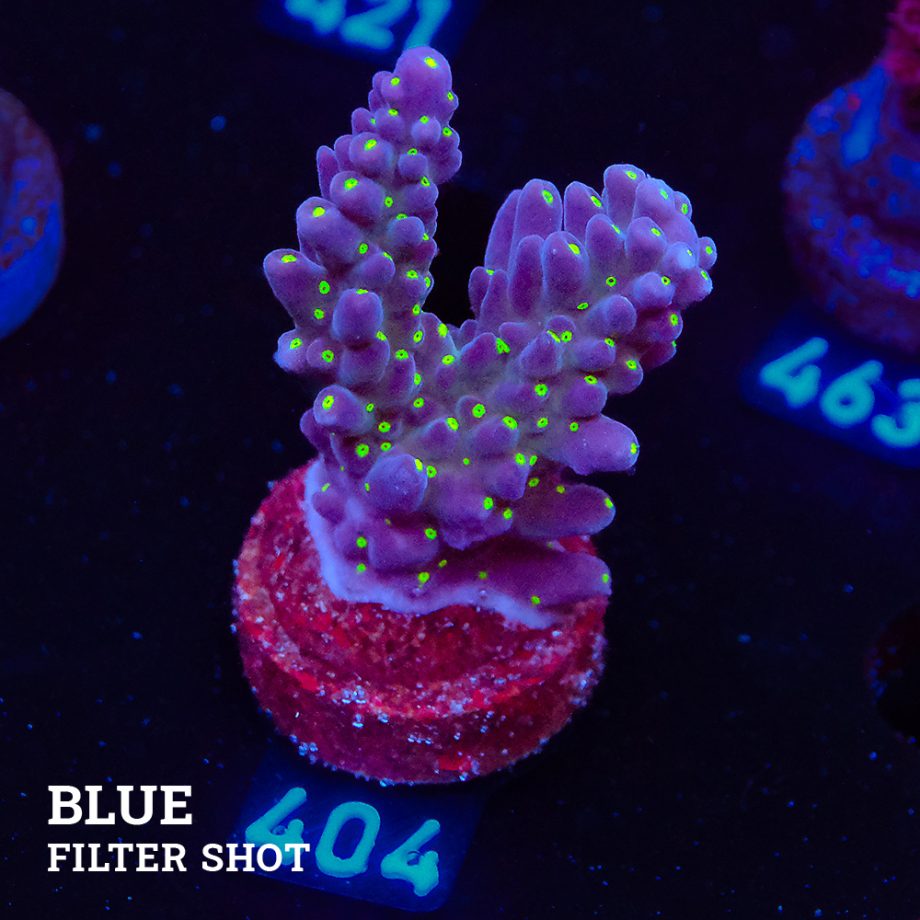 Acropora 'Tricolor'