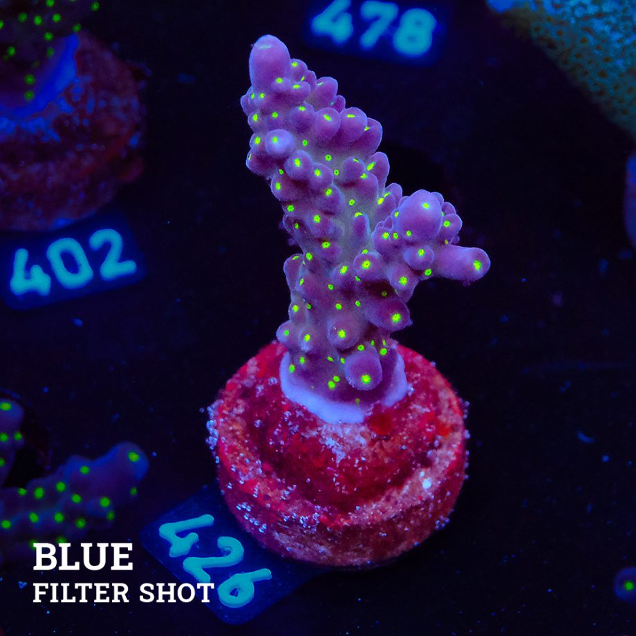 Acropora 'Tricolor'