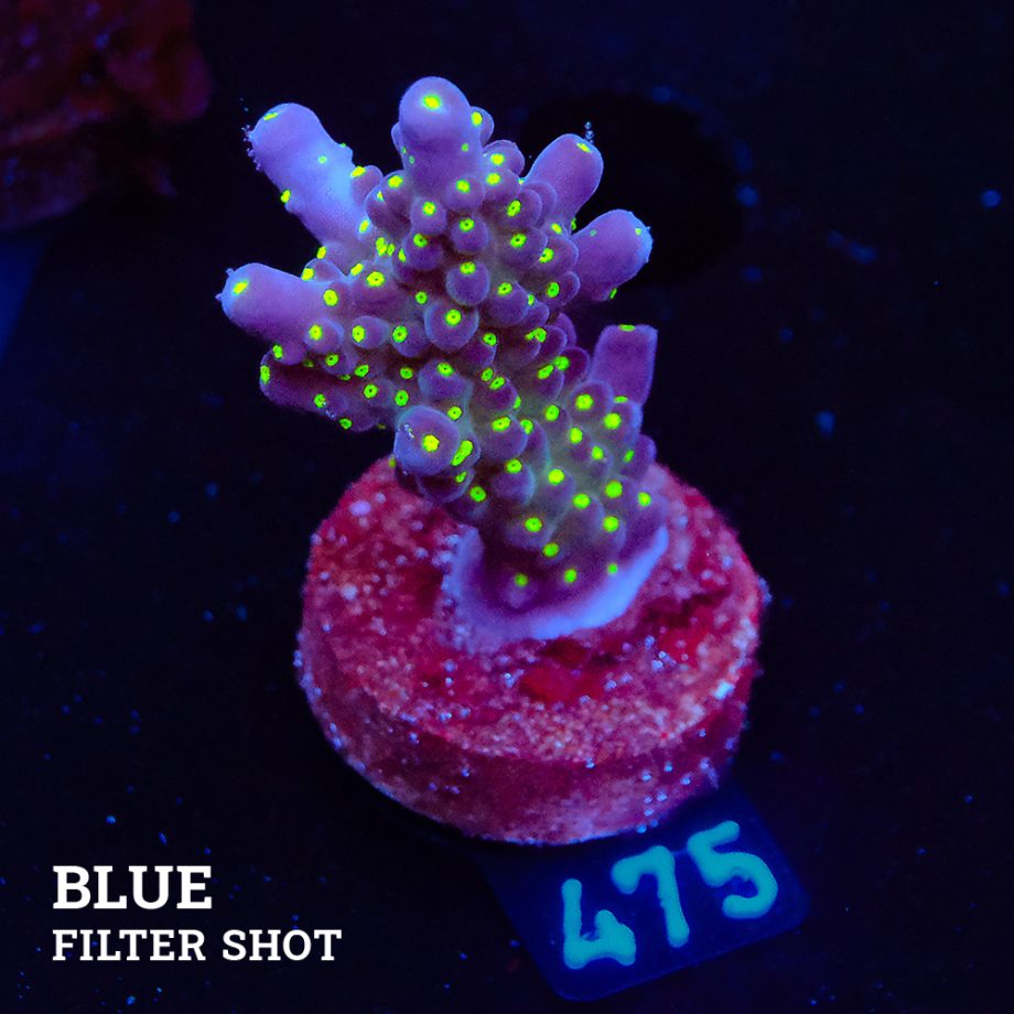Acropora 'Tricolor'