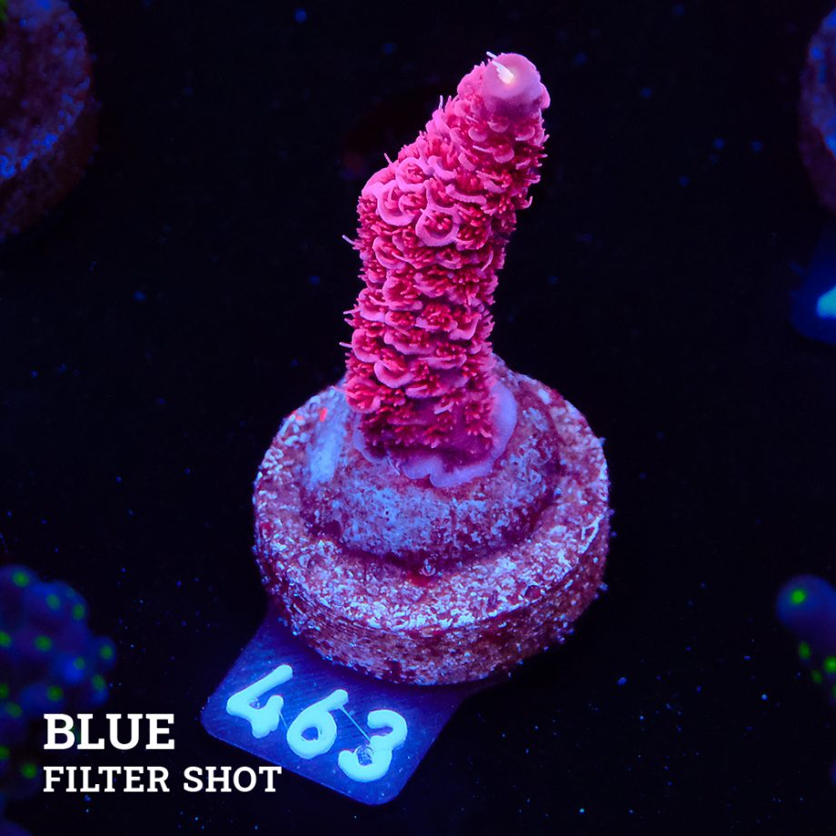 Acropora Millepora 'Pink Ultra'