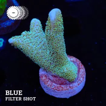 VDS - Montipora Digitata 'Silver'