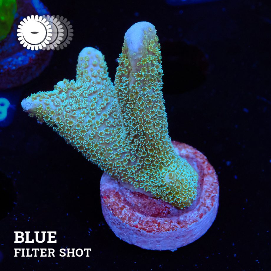 VDS - Montipora Digitata 'Silver'