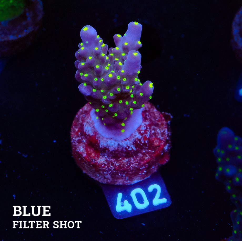 Acropora 'Tricolor