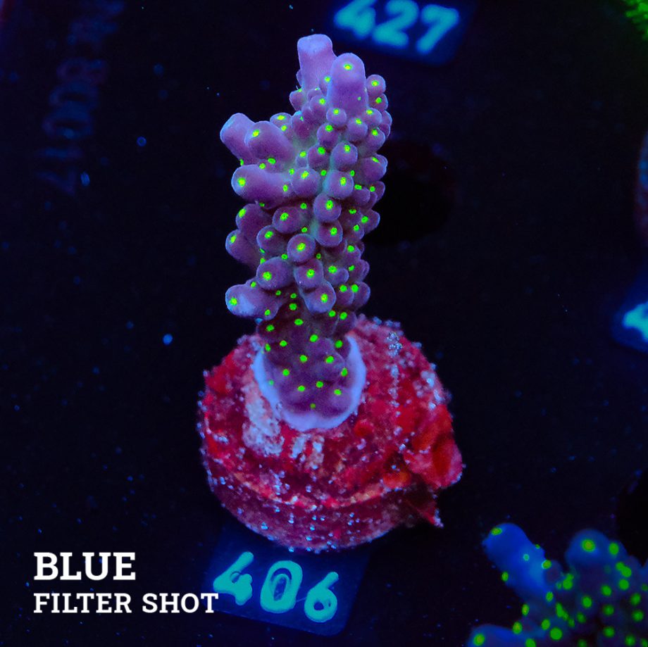 Acropora 'Tricolor'