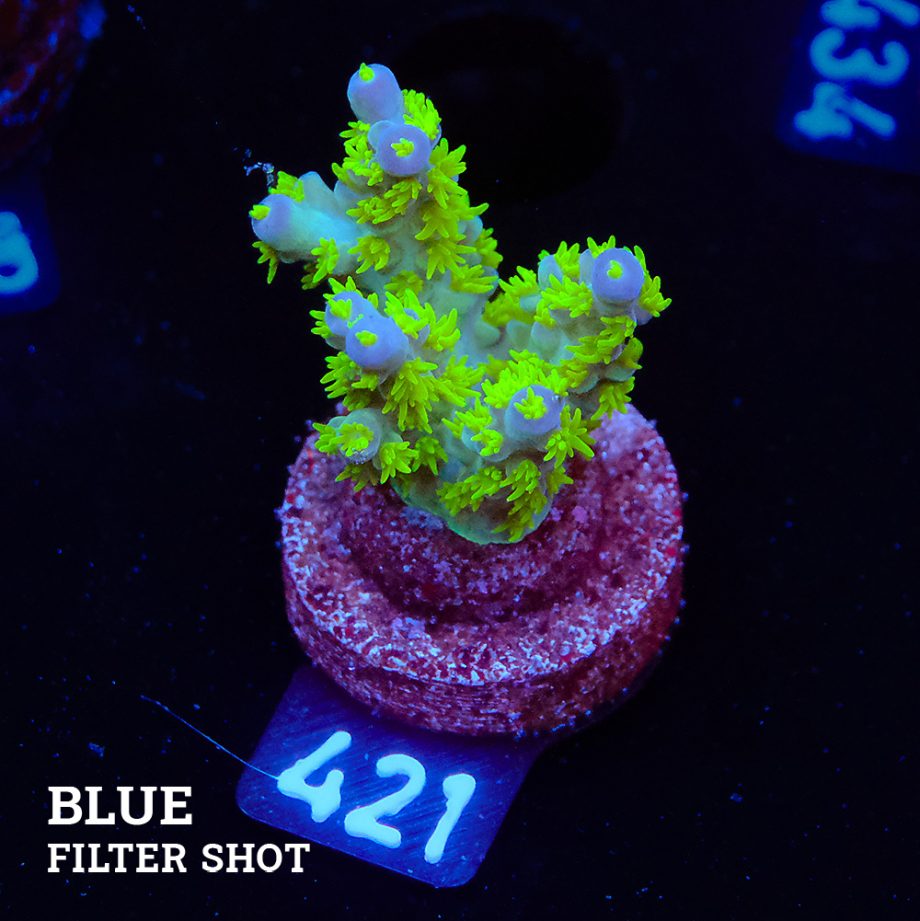 Acropora Bellina