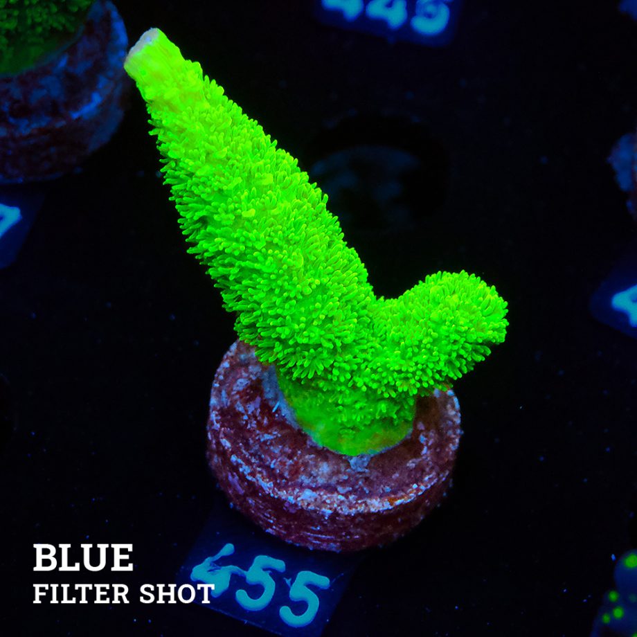 Acropora Specifera