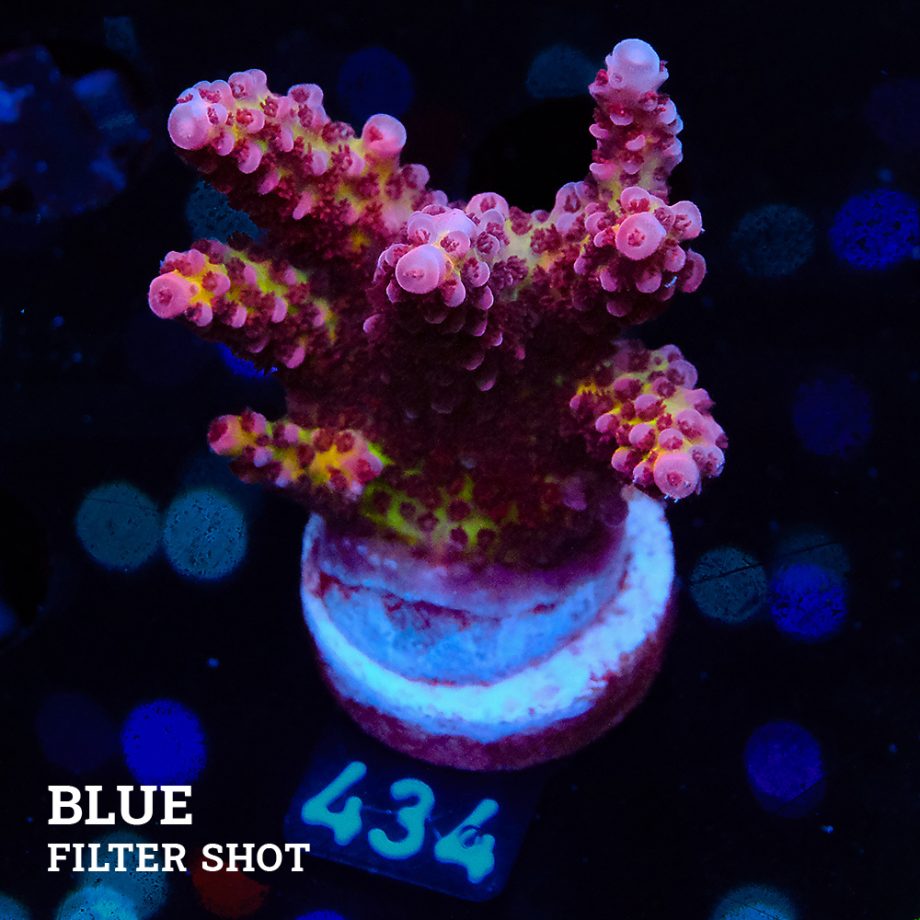 Acropora 'Fluo Bicolor'