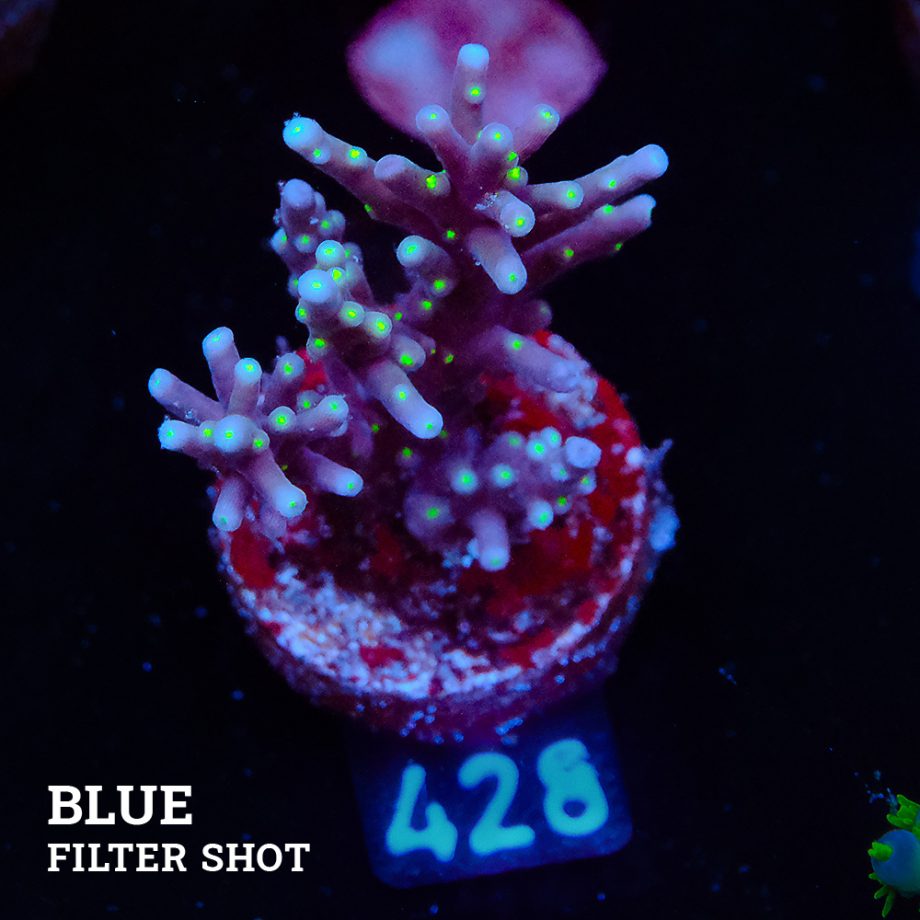 Acropora Carduus 'Tricolor'