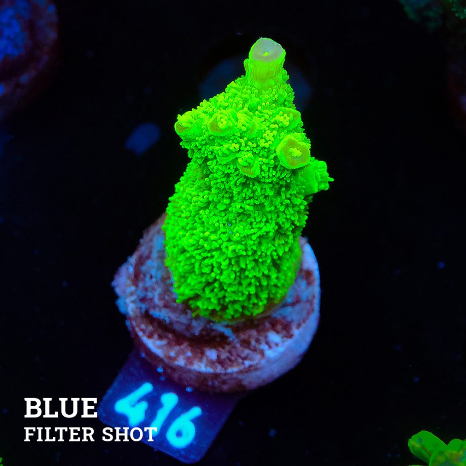 Acropora Specifera
