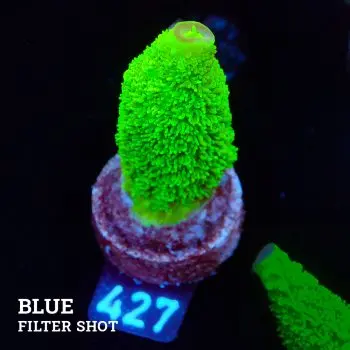 Acropora Specifera