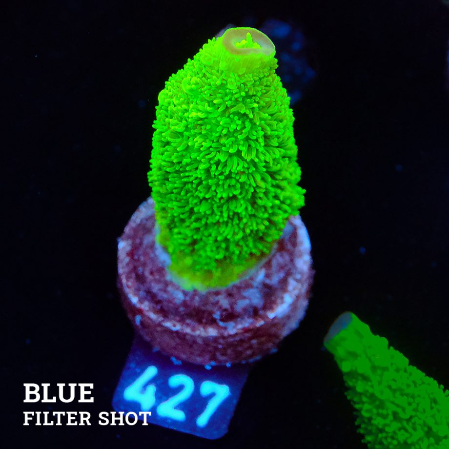 Acropora Specifera
