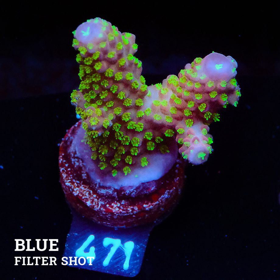 Acropora Gimmifera 'Rainbow'