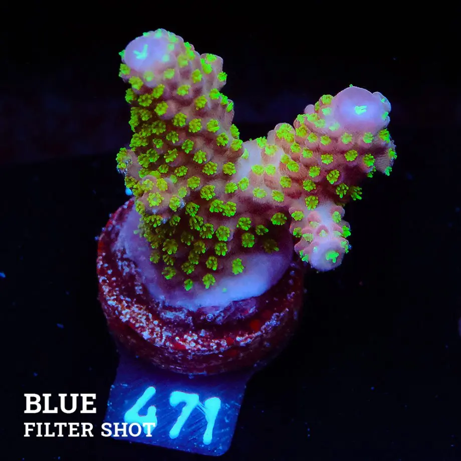 Acropora Gimmifera 'Rainbow' (arc-en-ciel)