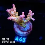 Acropora 'Confetti'