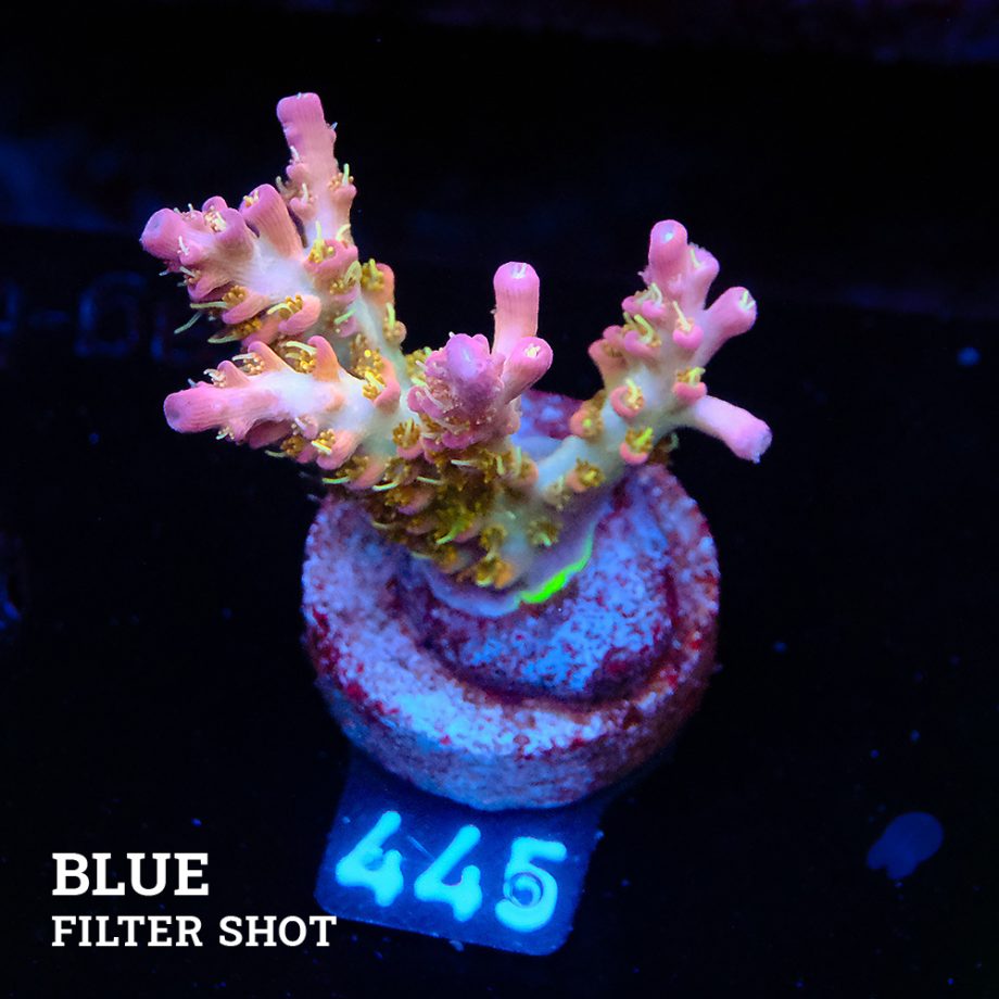 Acropora 'Confetti'