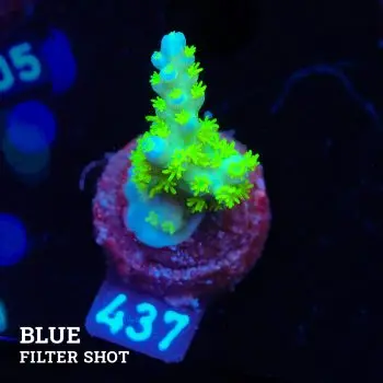Acropora Bellina