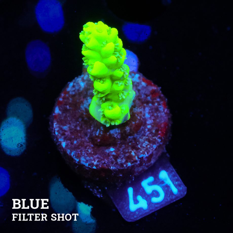 Acropora 'Aussi White Polyps'