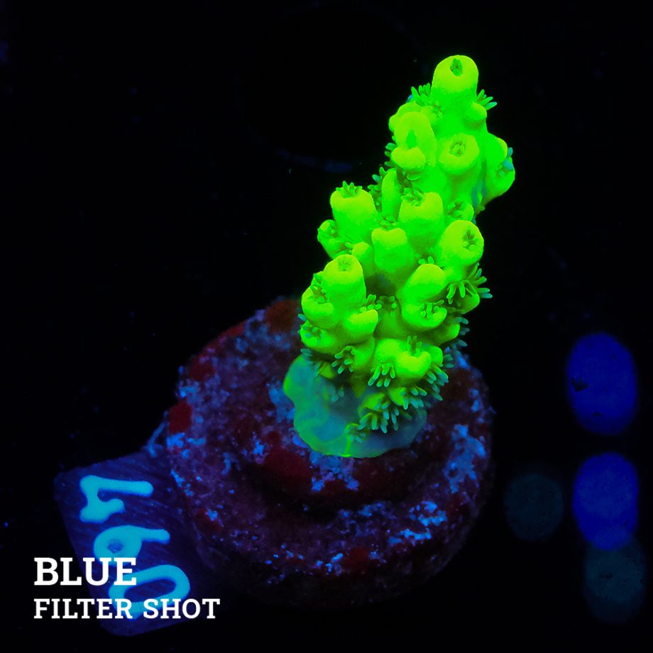 Acropora 'Aussi White Polyps'