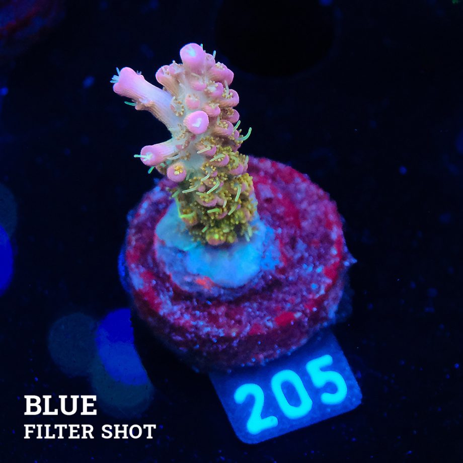 Acropora 'Confetti