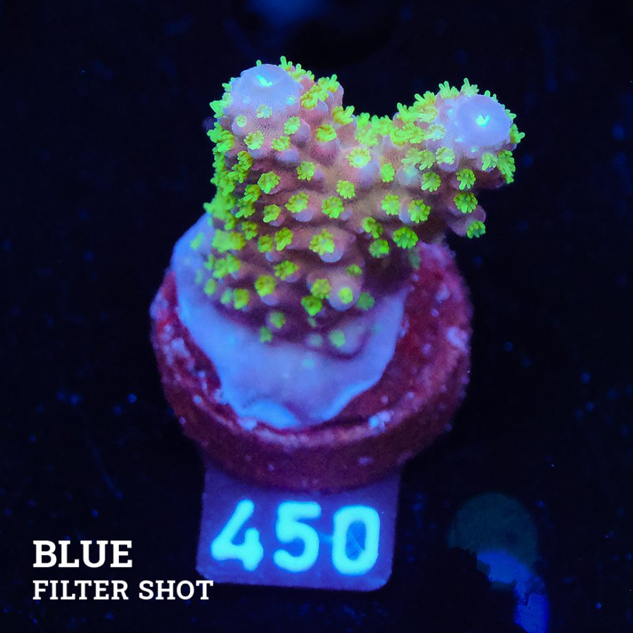Acropora Gimmifera 'Rainbow' (Arco iris)