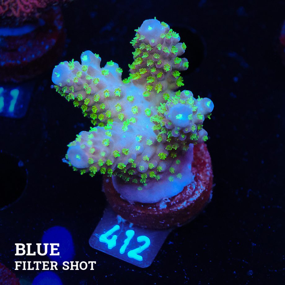 Acropora Gimmifera 'Rainbow' (arc-en-ciel)