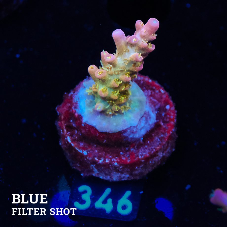 Acropora 'Confetti