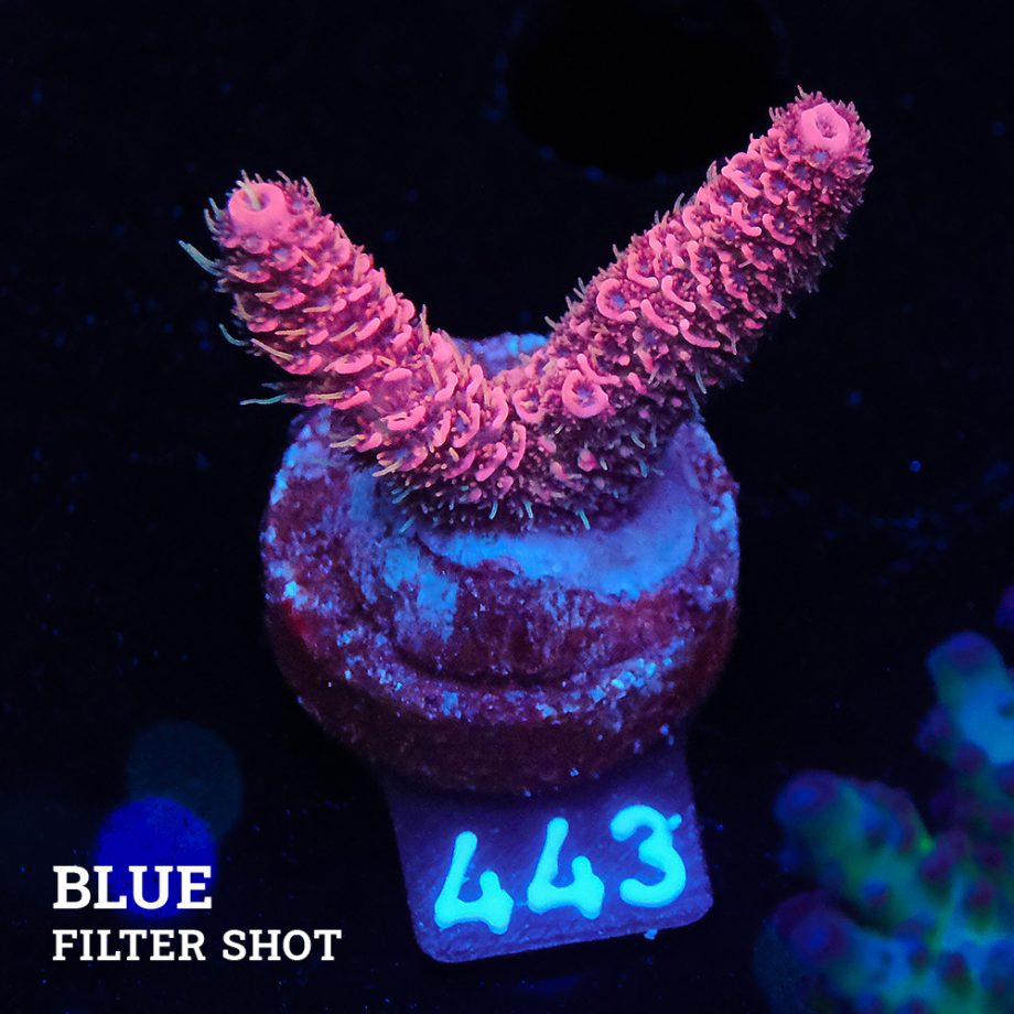 Acropora Millepora 'Red'