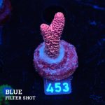 Acropora Millepora 'Red'