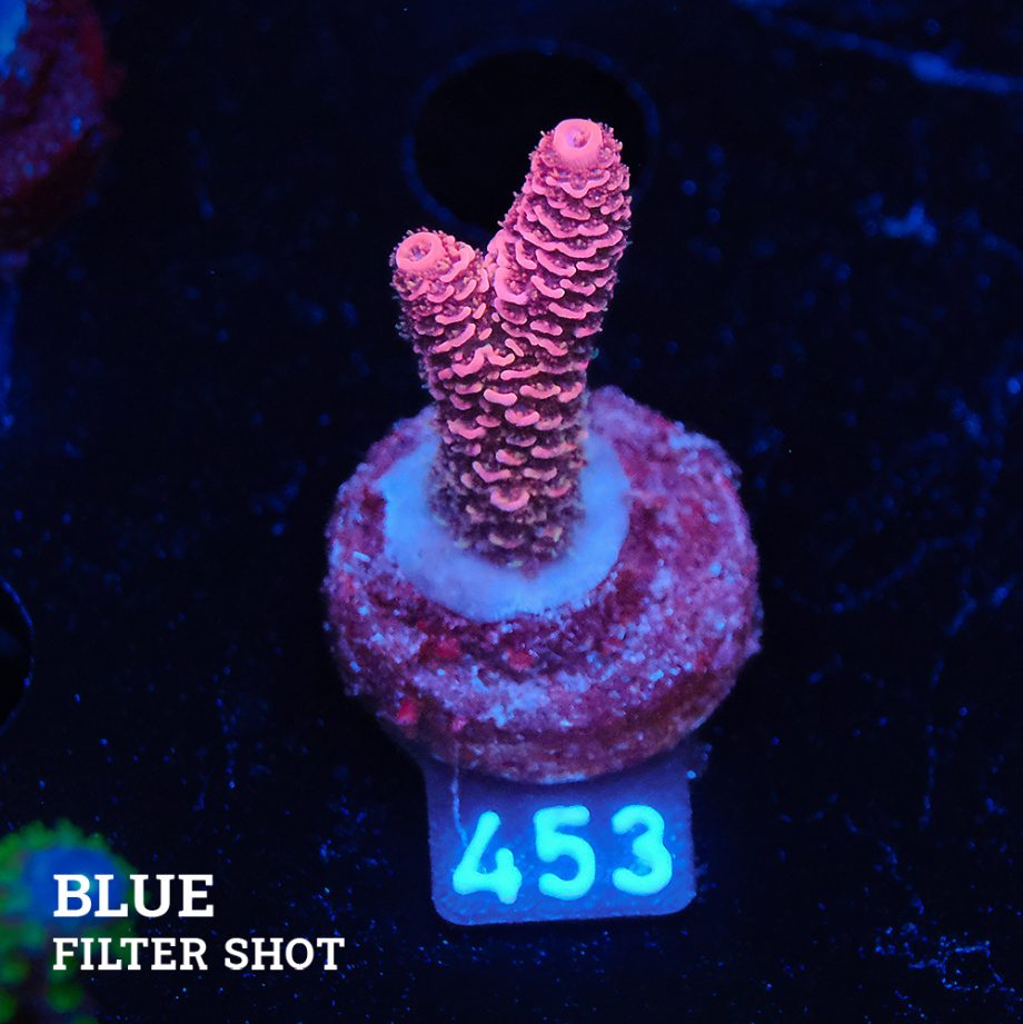 Acropora Millepora 'Red