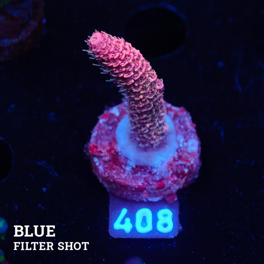 Acropora Millepora 'Red'