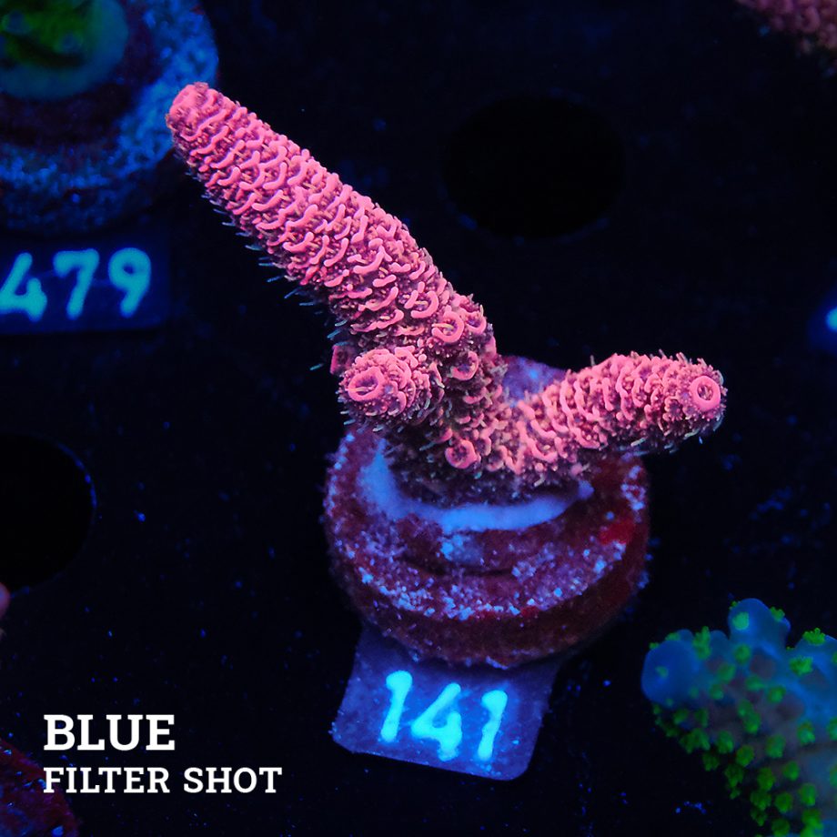 Acropora Millepora 'Red