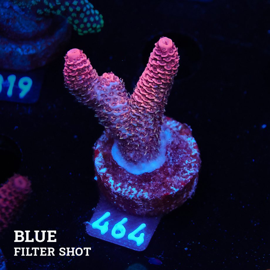 Acropora Millepora 'Red'