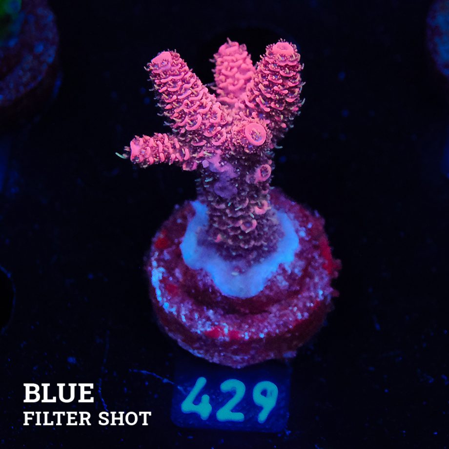 Acropora Millepora 'Red'