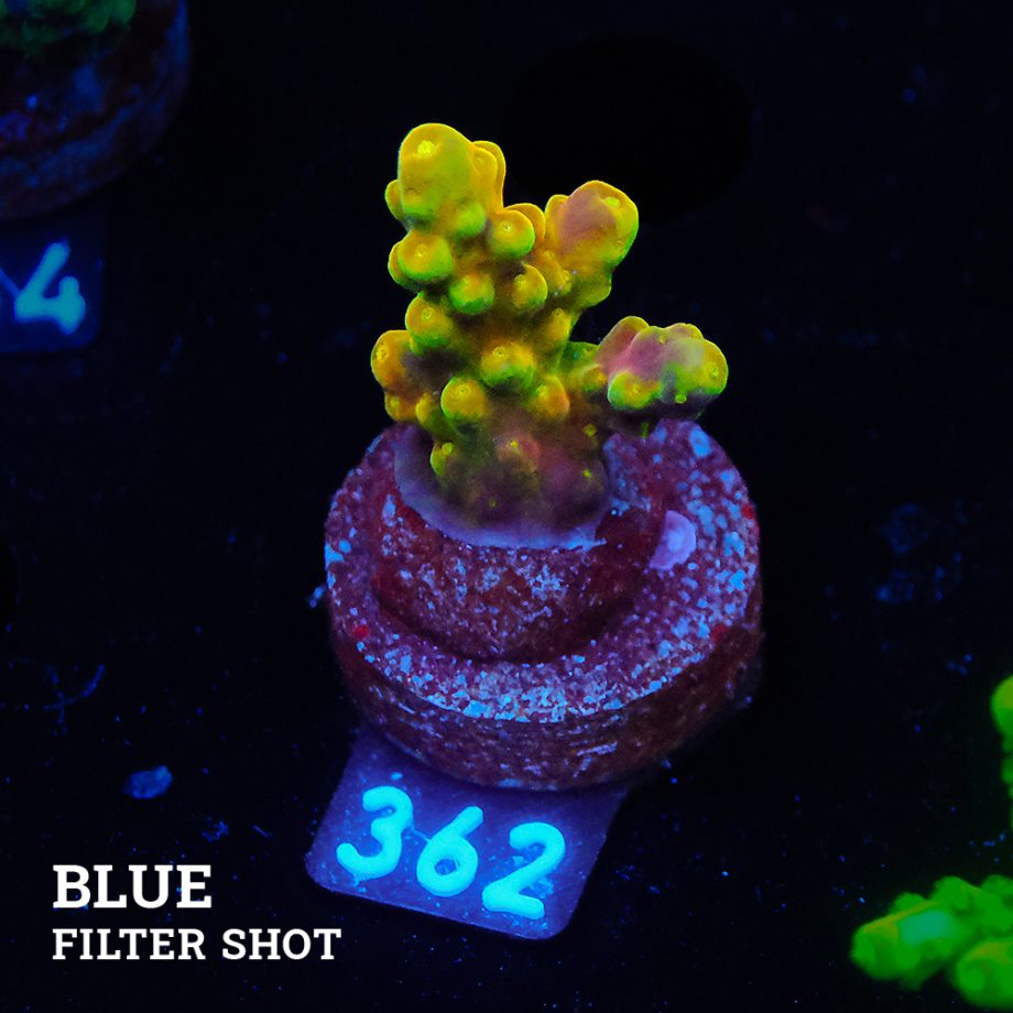 Acropora 'Greenish Jawdropper'