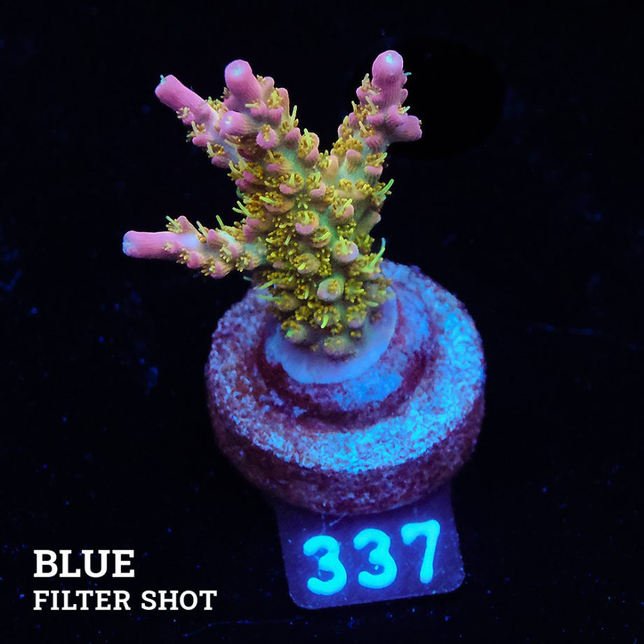 Acropora 'Confetti