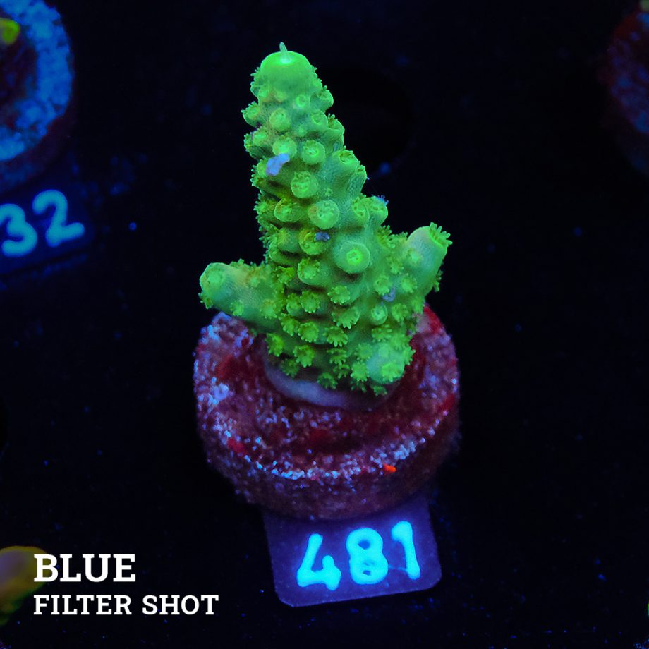 Acropora Gimmifera 'Green'