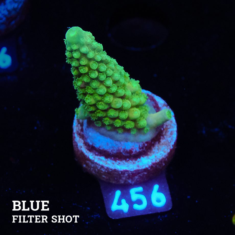 Acropora Gimmifera 'Green'