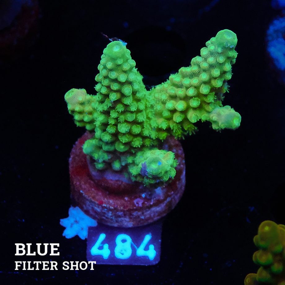 Acropora Gimmifera 'Green'