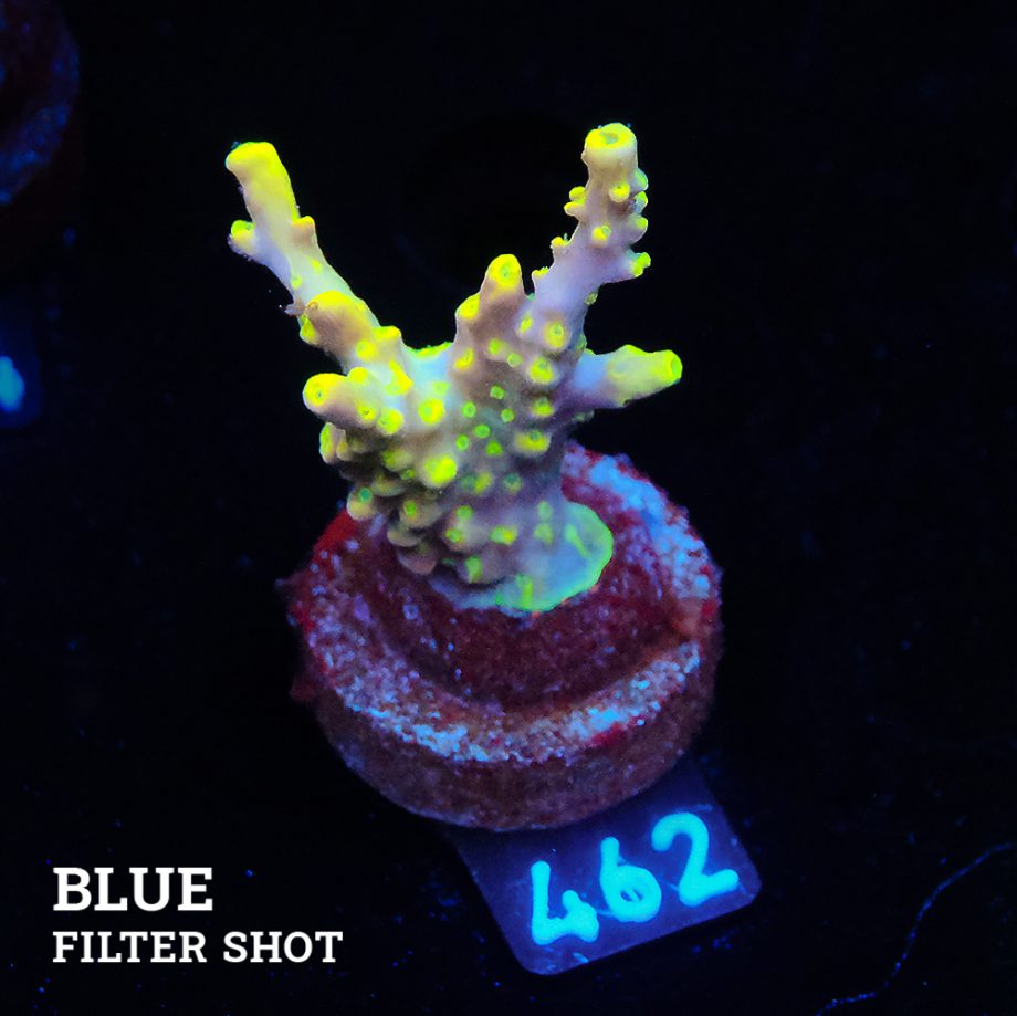 Acropora 'Yellow Tips' (pointes jaunes)