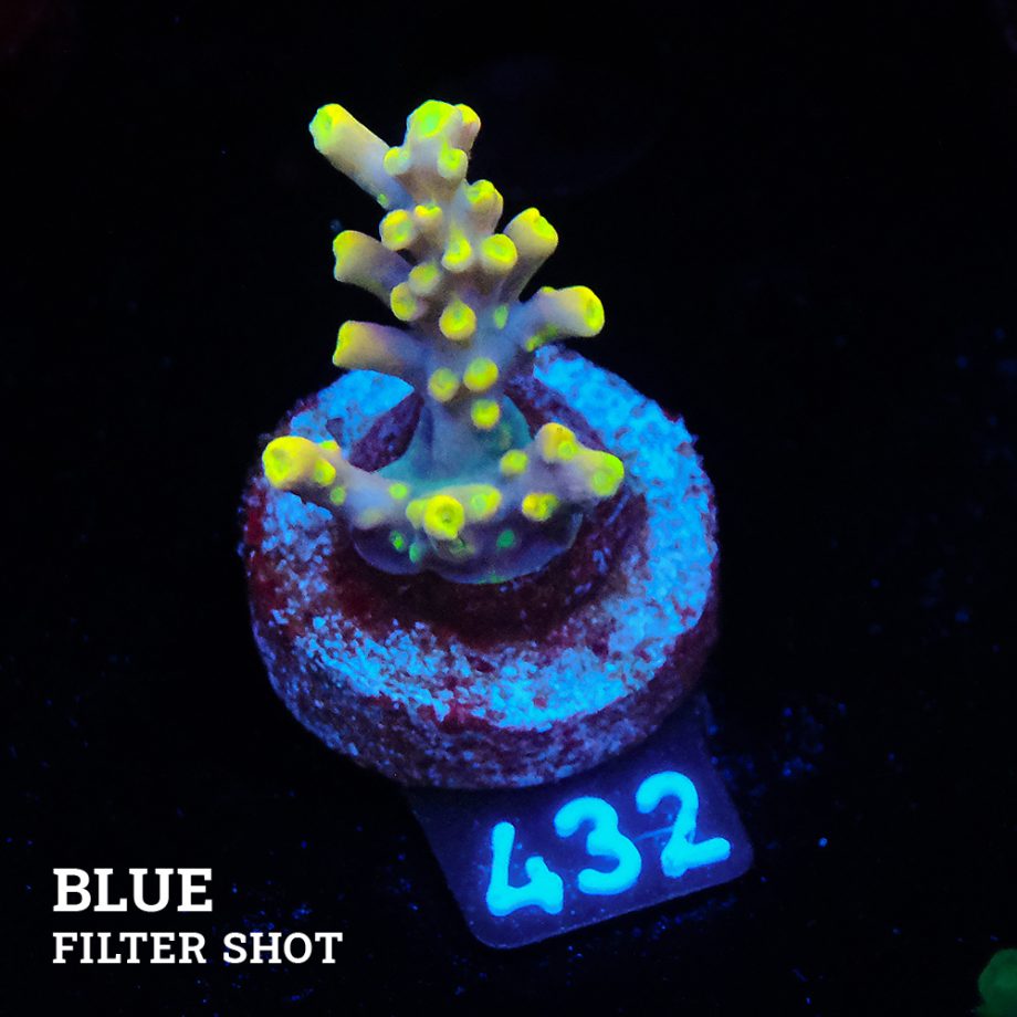 Acropora 'Yellow Tips' (pointes jaunes)